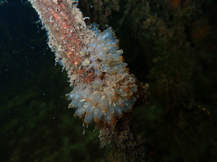 Ecteinascidia turbinata