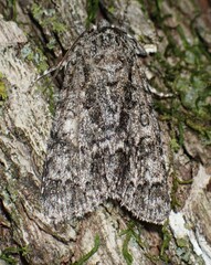 Acronicta impressa