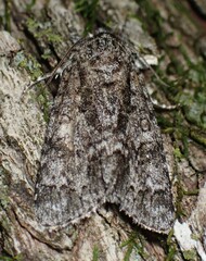 Acronicta impressa