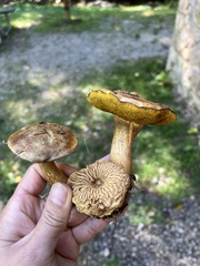 Pseudoboletus parasiticus