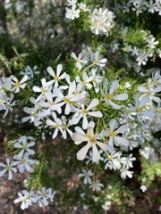 Ricinocarpos pinifolius