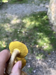 Pseudoboletus parasiticus