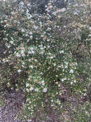 Ricinocarpos pinifolius