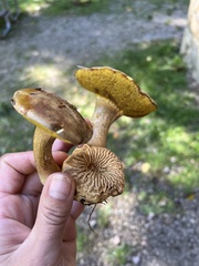 Pseudoboletus parasiticus