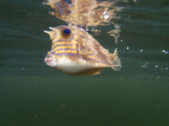 Acanthostracion quadricornis