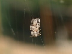 Corythucha confraterna