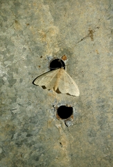 Idaea biselata