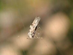 Corythucha confraterna