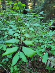 Euonymus occidentalis