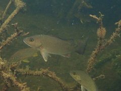 Lutjanus griseus