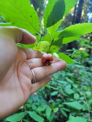 Euonymus occidentalis