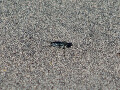 Cicindela tranquebarica