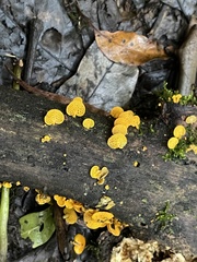 Favolaschia claudopus