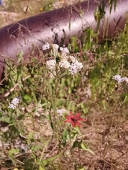 Florestina tripteris