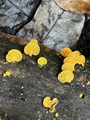 Favolaschia claudopus