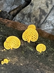 Favolaschia claudopus