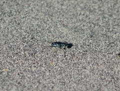 Cicindela tranquebarica