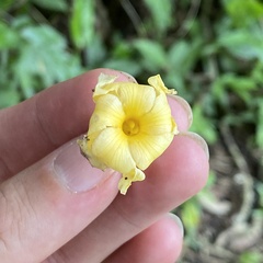 Tabernaemontana donnell-smithii