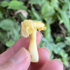 Tabernaemontana donnell-smithii