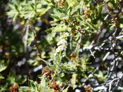 Chamaebatiaria millefolium