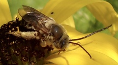 Melissodes dentiventris