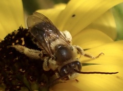 Melissodes dentiventris