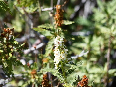 Chamaebatiaria millefolium