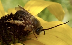 Melissodes dentiventris