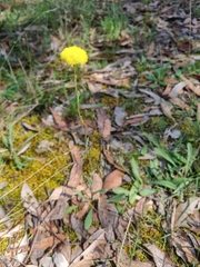 Craspedia variabilis