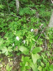 Clematis alpina sibirica