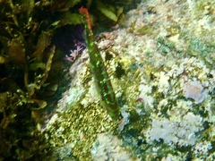 Halichoeres margaritaceus