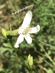 Silene subciliata
