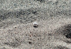 Dasymutilla gloriosa