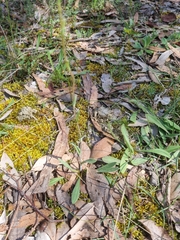 Craspedia variabilis