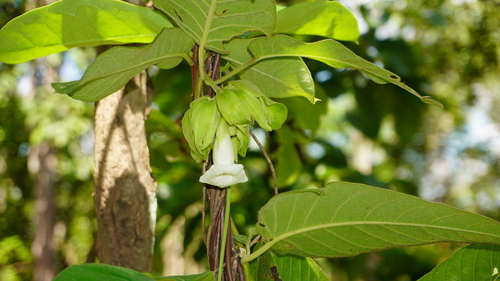 Argyreia breviscapa, 2022-09-13