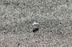 Dasymutilla gloriosa