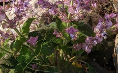 Salvia sclarea