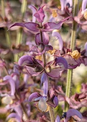 Salvia sclarea