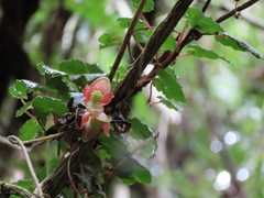 Begonia maurandiae