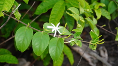 Jasminum