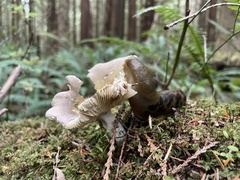 Russula versicolor