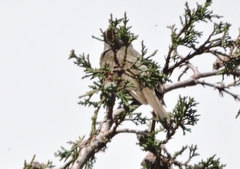 Pyrocephalus rubinus