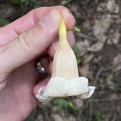 Anemopaegma
