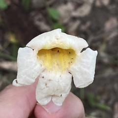Anemopaegma