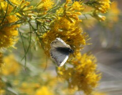Heliopetes ericetorum