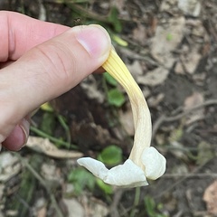 Anemopaegma