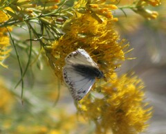 Heliopetes ericetorum