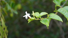 Jasminum