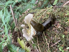 Russula versicolor
