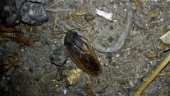 Homoeogamia mexicana